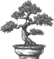 bonsai tree images using Old engraving style body black color only vector