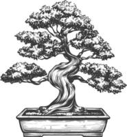 bonsai tree images using Old engraving style body black color only vector