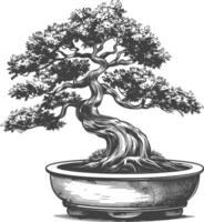 bonsai tree images using Old engraving style body black color only vector