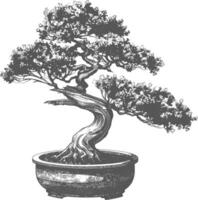 bonsai tree images using Old engraving style body black color only vector