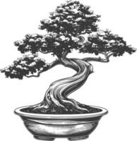 bonsai tree images using Old engraving style body black color only vector