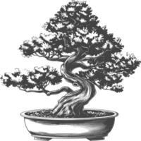 bonsai tree images using Old engraving style body black color only vector