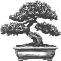 bonsai tree images using Old engraving style body black color only vector