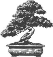 bonsai tree images using Old engraving style body black color only vector