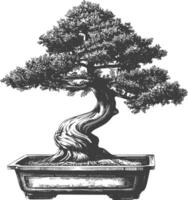 bonsai tree images using Old engraving style body black color only vector