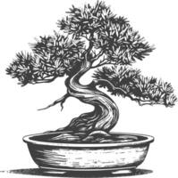 bonsai tree images using Old engraving style body black color only vector