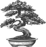 bonsai tree images using Old engraving style body black color only vector