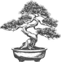 bonsai tree images using Old engraving style body black color only vector