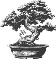 bonsai árbol imágenes utilizando antiguo grabado estilo cuerpo negro color solamente vector