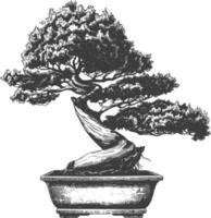 bonsai tree images using Old engraving style body black color only vector