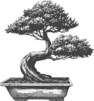 bonsai tree images using Old engraving style body black color only vector