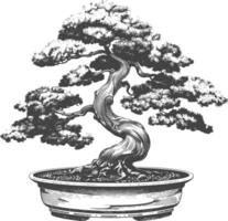 bonsai tree images using Old engraving style body black color only vector