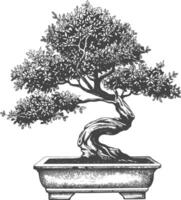 bonsai tree images using Old engraving style body black color only vector