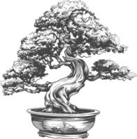 bonsai tree images using Old engraving style body black color only vector