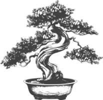 bonsai tree images using Old engraving style body black color only vector