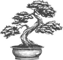 bonsai tree images using Old engraving style body black color only vector