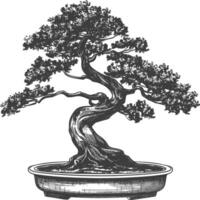 bonsai tree images using Old engraving style body black color only vector