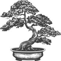 bonsai tree images using Old engraving style body black color only vector