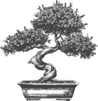 bonsai tree images using Old engraving style body black color only vector