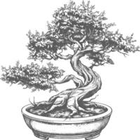 bonsai tree images using Old engraving style body black color only vector