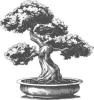 bonsai tree images using Old engraving style body black color only vector