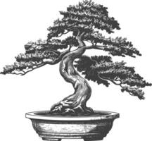 bonsai tree images using Old engraving style body black color only vector