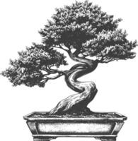 bonsai tree images using Old engraving style body black color only vector