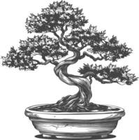 bonsai tree images using Old engraving style body black color only vector