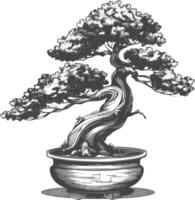 bonsai tree images using Old engraving style body black color only vector