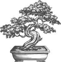 bonsai tree images using Old engraving style body black color only vector