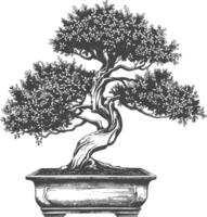 bonsai tree images using Old engraving style body black color only vector