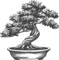 bonsai tree images using Old engraving style body black color only vector