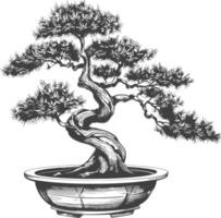 bonsai tree images using Old engraving style body black color only vector