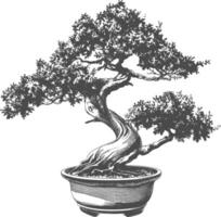 bonsai tree images using Old engraving style body black color only vector