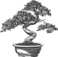 bonsai tree images using Old engraving style body black color only vector