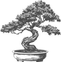 bonsai tree images using Old engraving style body black color only vector