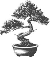 bonsai tree images using Old engraving style body black color only vector