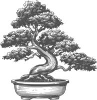 bonsai tree images using Old engraving style body black color only vector