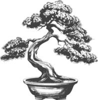 bonsai tree images using Old engraving style body black color only vector