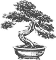 bonsai tree images using Old engraving style body black color only vector