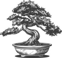 bonsai tree images using Old engraving style body black color only vector