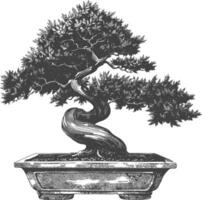 bonsai árbol imágenes utilizando antiguo grabado estilo cuerpo negro color solamente vector