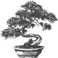 bonsai tree images using Old engraving style body black color only vector