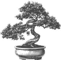 bonsai tree images using Old engraving style body black color only vector