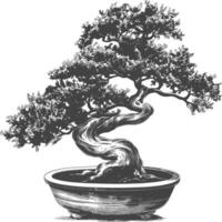 bonsai tree images using Old engraving style body black color only vector