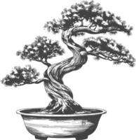 bonsai tree images using Old engraving style body black color only vector