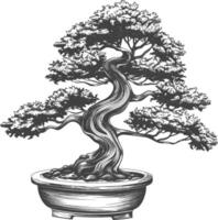 bonsai tree images using Old engraving style body black color only vector