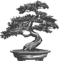 bonsai tree images using Old engraving style body black color only vector