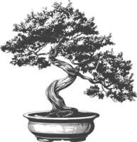 bonsai tree images using Old engraving style body black color only vector