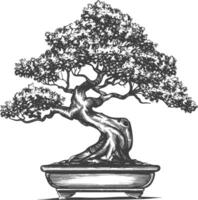 bonsai tree images using Old engraving style body black color only vector